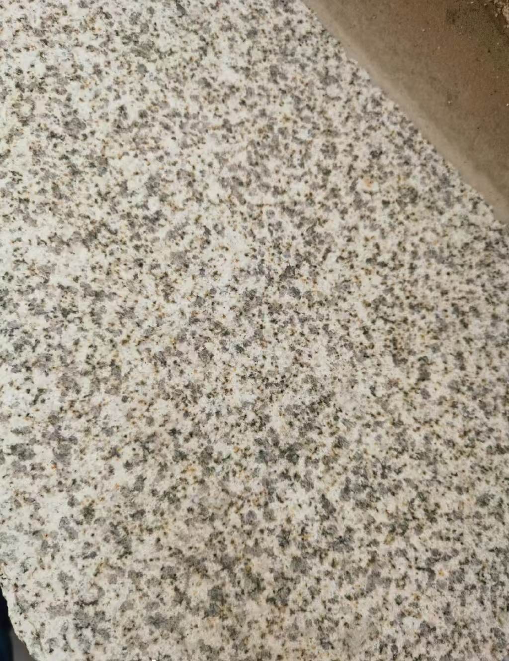 泰州 黄金麻中黄光面